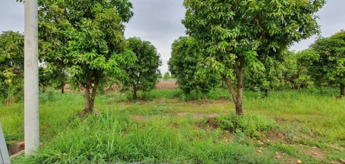 ដីលក់បន្ទាន់