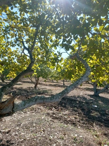 ដីចំការស្វាយចន្ទីរលក់