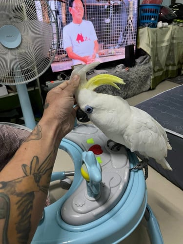 Blue eyes cockatoo ញី លក់យកដើមវិញ