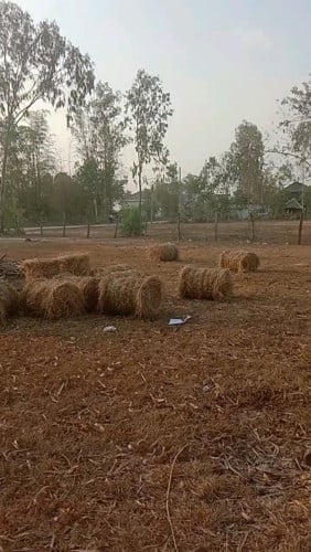 ដីលកថោកប្រញាប់លុយ