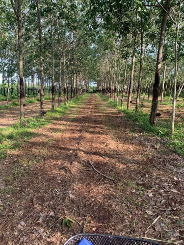 ដីកៅស៊ូលក់ មានពីរទីតាំងជិតគ្នាមាន 1 ហិកតាជាងនឹងមួយទៀជិត្តមួយហិកតា ប្លង់រឹង