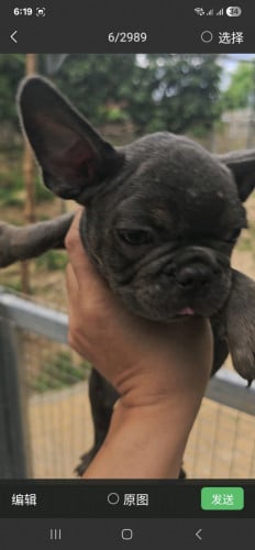 Blue -French Bulldog