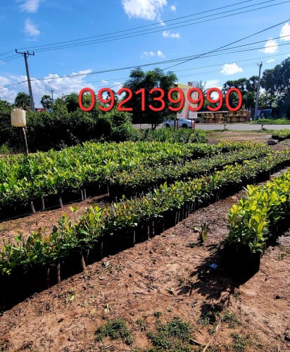 កូនចន្ទីផ្សាំលក់