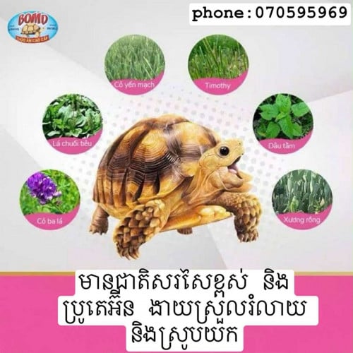 ចំណី​អណ្ដើក​គោក​