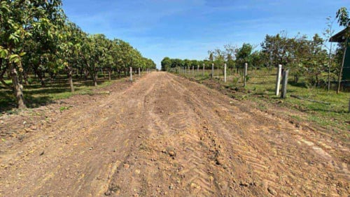 ដីចំការ លក់នៅកំពង់ស្ពឺ