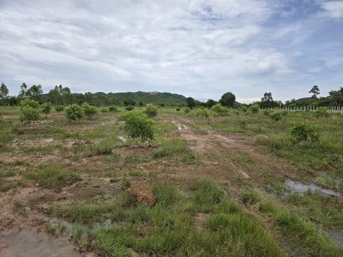 ដីចំការ ខាងក្រោមដីមានគ្រួសសម្រាប់ធ្វើផ្លូវ