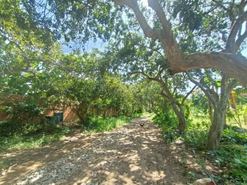 ដីលក់ (ជាប់ផ្លូវបេតុង & ទន្លេ) លើកោះអន្លង់ចិន (ជិតក្រវ៉ាត់ក្រុង 3)