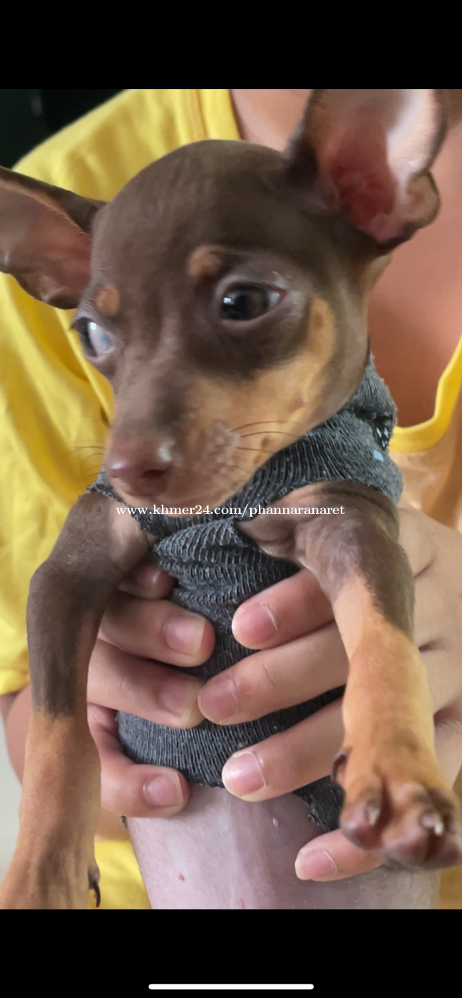 Cebu Olx Chihuahua Puppies For Sale Pinscher X Chihuahua Cachorros
