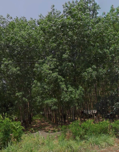 ដីកៅស៊ូ