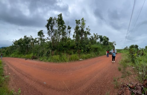 ដីជាប់ចំការដូងប្រេង