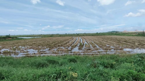 ដីលក់បន្ទាន់៣២ម×៦០ម