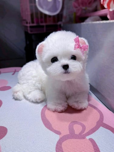 Butterfly ear Super VVIP