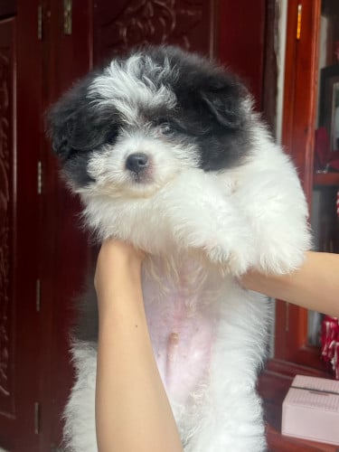 dog for sale / ឆ្កែសម្រាប់លក់