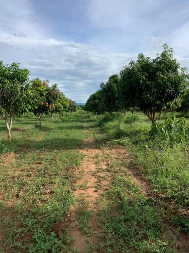 ចំការស្វាយសម្រាប់ជួល