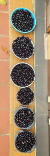 ពូជព្រីងយក្សម៉ាឡេសុី