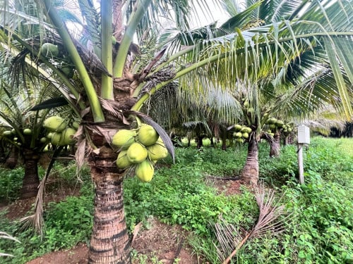 ពូជដូងក្រអូប