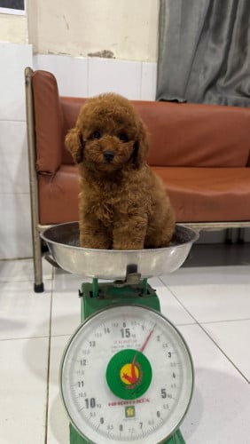 Poodle male . Tiny size