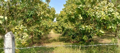 ដីចំការស្វាយលក់បន្ទាន់:  នៅស្រុកឈូក  កំពត