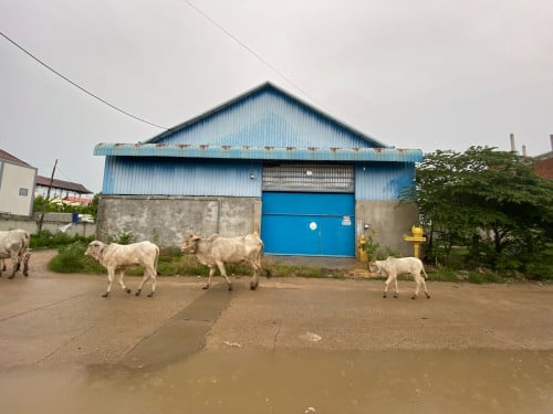 ឃ្លាំងជួលបន្ទាន់ 300m2