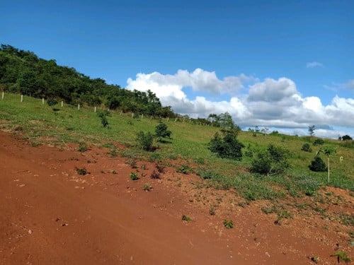 ដីមណ្ឌលគិរី សម្រាប់ជួលធ្វើ កសិកម្ម ឬរីសត