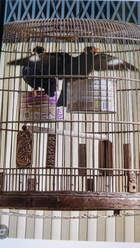 អាវង់ពូជមកឡាវ បញ្ចាក់ 1គួរ 350 $