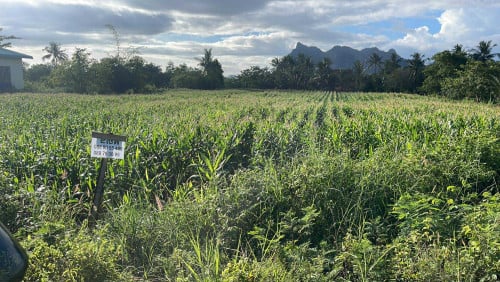 Land for sale(ដីសម្រាប់លក់)