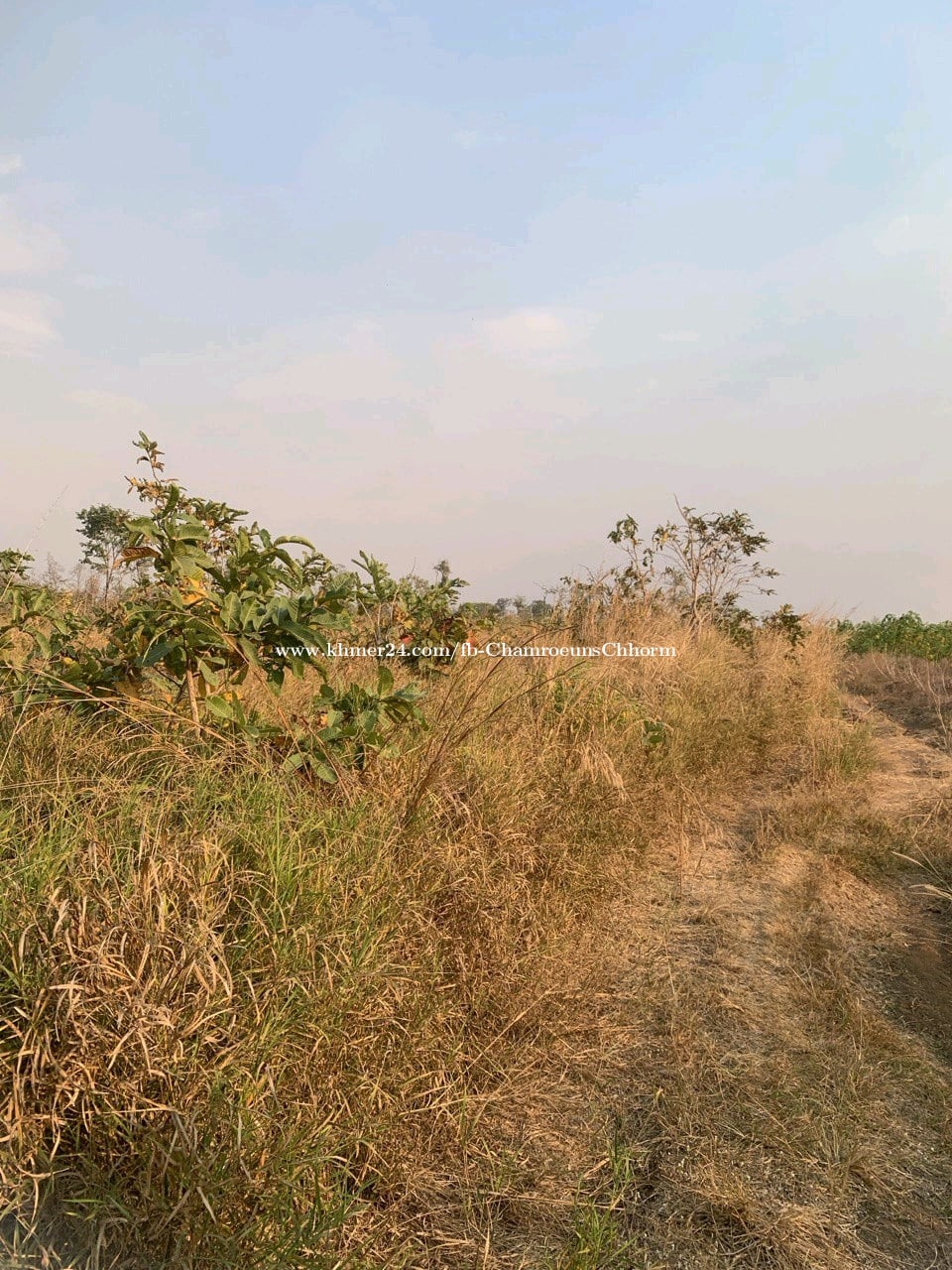 ដីចំការលក់