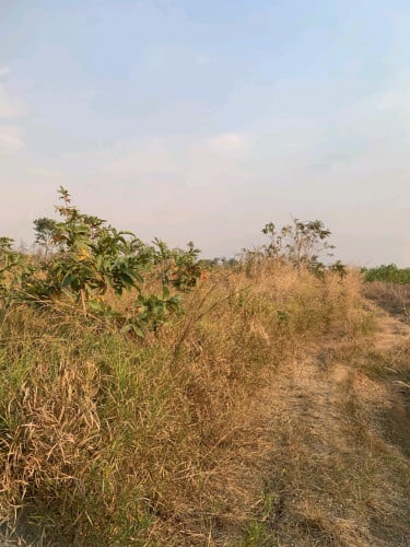 ដីចំការលក់