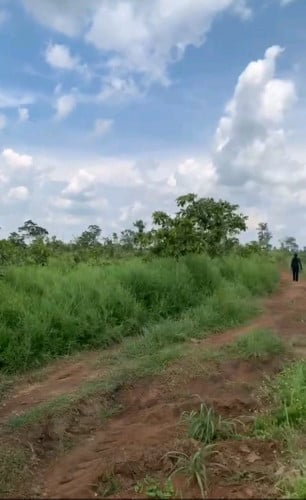 ដីចំការលក់