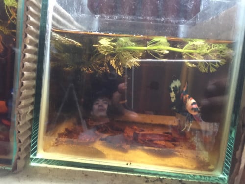 លក់ត្រីក្រឹម