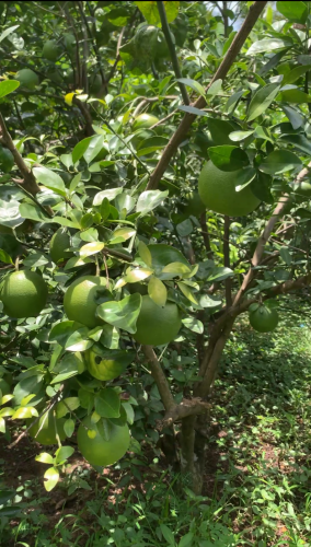 ក្រូចពោធ៍សាត់