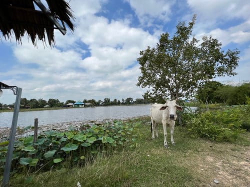 ប្លង់រឹង