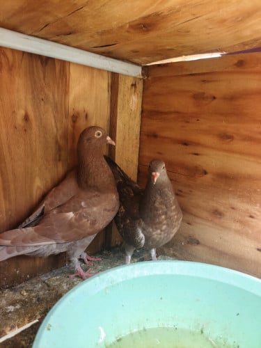 ព្រាបស្អាតៗ1គួរ