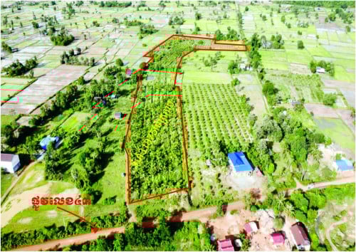 ចំការដូងលក់បន្ទាន់