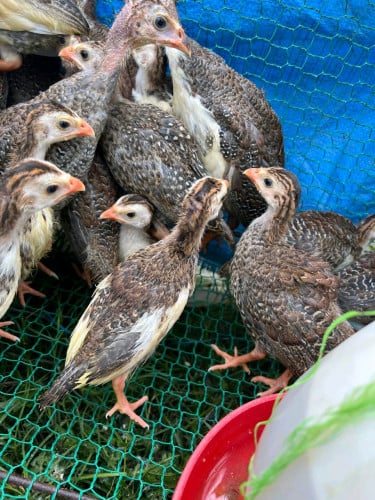 មាន់ក្រិច