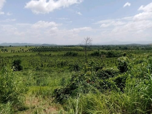 លក់ដីបន្ទាន់10ហិតា 45000$