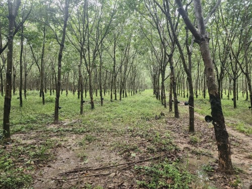 ដីចំការកៅស៊ូលក់បន្ទាន់