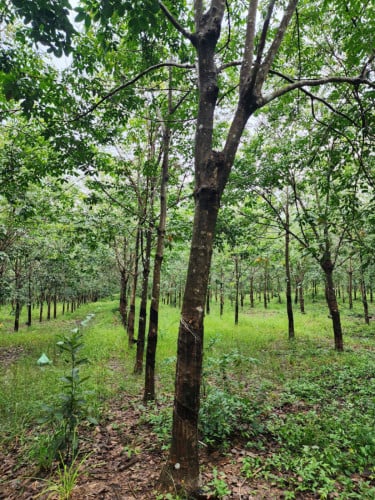 ដីចំការកៅស៊ូលក់បន្ទាន់