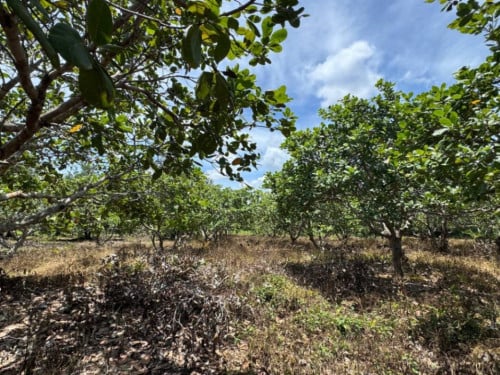 🏦Land for Urgent Sale (Negotiable), ABA Loan Available