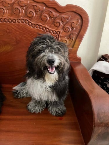 កូនឆ្កែលក់ 110$ ពូជកូនកាត់ poodle