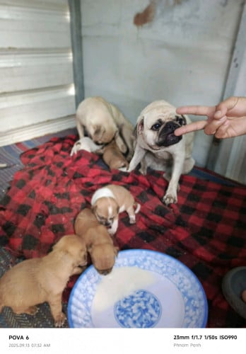 ពូជឆ្កែសុទ្ធល្អតម្លៃធូបធូរ