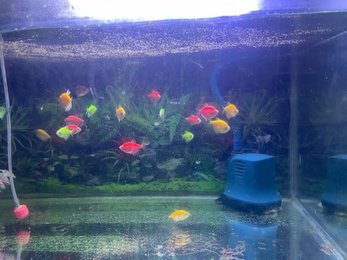 ឡៃឡុងបងដោយសាត្រូវរើផ្ទះ ១ម*0.4ម 50$