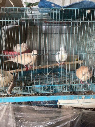 មាន​លក់​លលក​មេដោះ​ ​មួយគូ​(10$)​