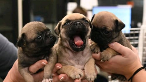 Pug (short hand)