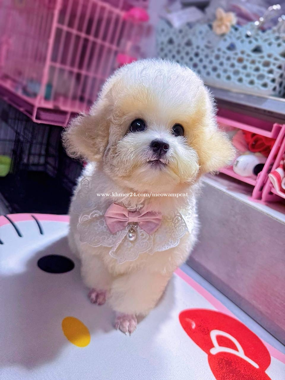 Poodle price $1.00 in Phsar Daeum Thkov, Chamkar Mon, Phnom Penh ...