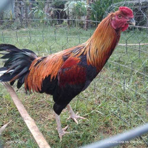 មាន់ពូជ