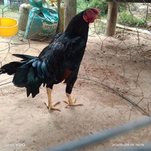 មាន់ស្ទាវ