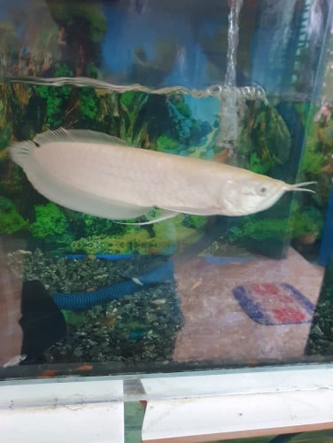 នាគAbino ត្រីនាគប្រាក់ នាគកន្ទុយ៩