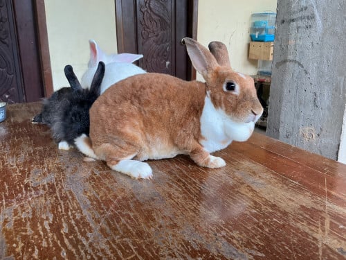 លក់ទន្សាយ