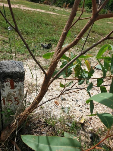 ដីលក់បន្ទាន់